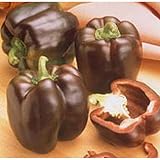 Chocolate Beauty Bell Pepper Seeds (40 Seed Pack)