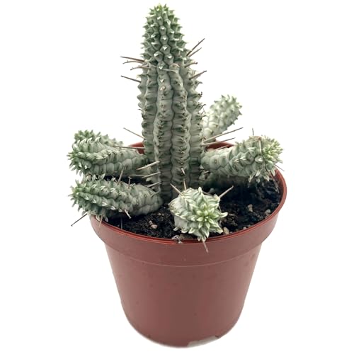 Fangblatt - Euphorbia mammillaris f. variegata – seltene Sukkulente mit außergewöhnlicher...