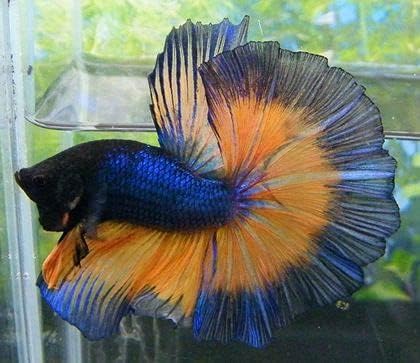 SevenSeaSupply - 1 Live Show Male Green Mustard Halfmoon Betta - Assorted Color - Live Aquarium Tropical Fish…