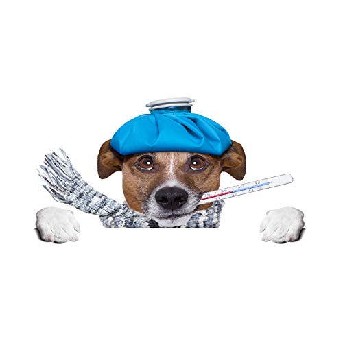 Splashback guard animaux bleu pour embellir votre cuisine et cuisiner proprement