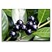 Produktbild CALVENDO Premium Textil-Leinwand 120 x 80 cm Quer-Format Kirschlorbeer, Leinwanddruck von Loro-Artwork