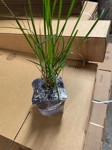 Daylily Nursery 5 Karl Foerster Feather Grass in 4 Inch Containers (5 Pots of Plants) - Thumbnail 2