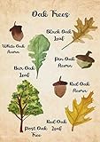 Photo Gallery oak trees infografica conoscenza targhe in metallo in latta decorazione da parete vintage poster in metallo cartello retro elegante club soggiorno scuola decorazione per la casa conoscenza targa in al Photo Gallery oak trees infografica conoscenza targhe in metallo in latta decorazione da parete vintage poster in metallo cartello retro elegante club soggiorno scuola decorazione per la casa conoscenza targa in al