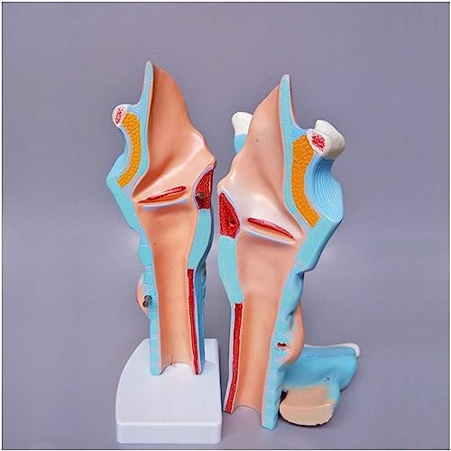 Modèle anatomique du larynx pour simplifier l'explication des pathologies