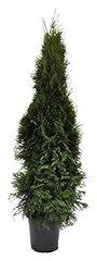 Thuja occidentalis 'Smaragd' 120 cm...
