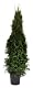 Thuja occidentalis Smaragd Lebensbaum 120 cm im Topf