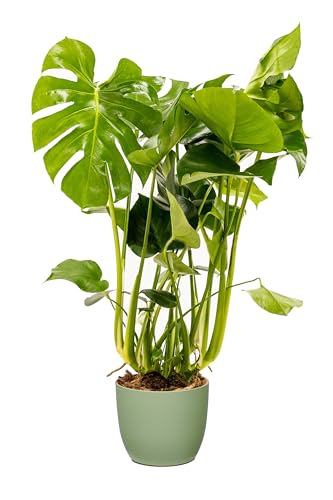 Bonplants Monstera Deliciosa, Pianta del Pane Americana, Vaso 21 cm, h 65 cm (Vaso Verde Salvia)
