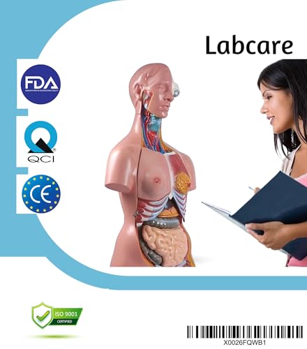 Image of Labcare Anatomical Life Size (Magnetic Parts) Unisex Human Torso Model in 24 Parts with Interchangeable Reproductive System in Fiber Glass Material. 85 cm length