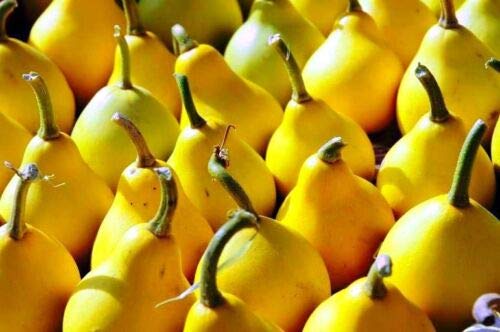 Semillas frescas - Calabaza ornamental - Piriformis - 25 semillas - Cucurbita Pepo