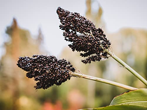 Texas Black Amber Sorghum Molasses Cane Broom Corn Heirloom Seeds for Planting Packet