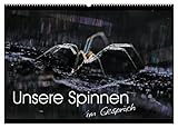 Meist als eklig beschimpft, sollen Text und Gedicht das Verhältnis zu unseren Spinnen ein wenig entspannen. , von Autor(in): Carl-Peter Herbolzheimer