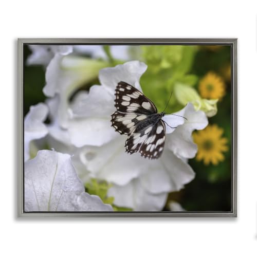Butterfly Geranium Blossom, 16 x 20 Inch Canvas in Floater Frame