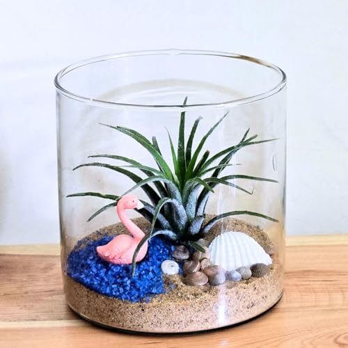 Purely Prime Air Plant DIY Terrarium Kit | Glass Container, Blue ...