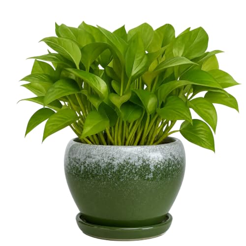 Deep Dream 6 Inch Plant Pots- Ceramic Planter Pot with Drainage Hole and Saucer, Round Flower Pot for Indoor Outdoor Succulent, Snake Plants and Cactus, Blackish Green