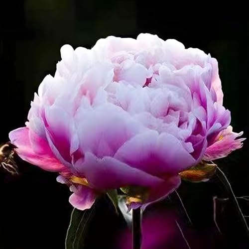 100 pièces Graines de Pivoine, Graines Fleurs à Semer, Graine a Planter, Graines de Fleurs pour Jardin et Balcon, Facile à Cultiver (M)