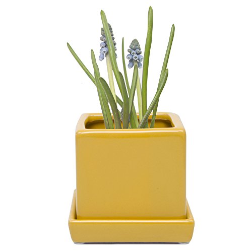 Chive - 3 Piece Set Square Succulent Cactus Planter Pot, 3 Inch Ceramic Flower Plant Container, Drainage Hole/Saucer, Mini Pot Indoor/Outdoor Garden (Goldenrod) #TOP1