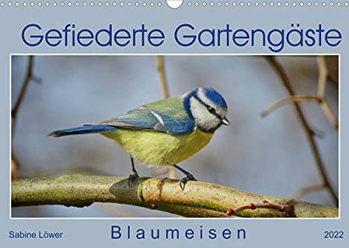 Preisvergleich Produktbild Gefiederte Gartengäste - Blaumeisen (Wandkalender 2022 DIN A3 quer)