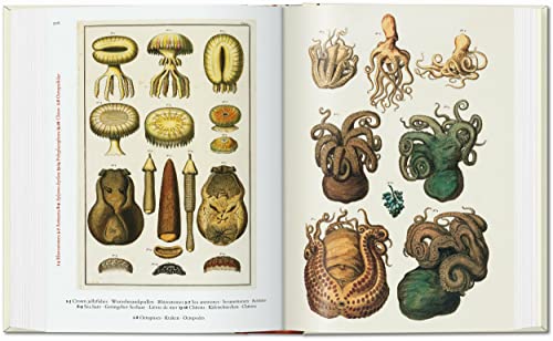 Cabinet of Natural Curiosities: Das Naturalienkabinett Le Cabinet des curiosites naturelles; Locuple