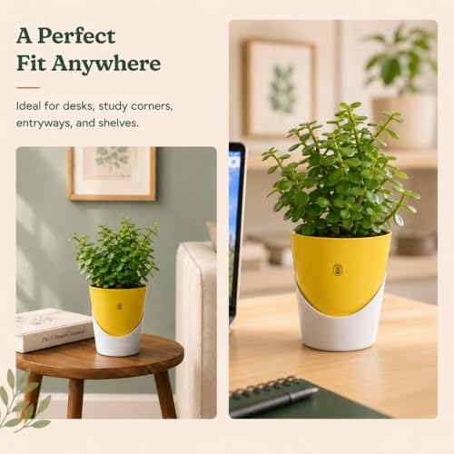 Image of Urban Upvan 4 Inch Self Watering Pot with Jade Plant | Indoor Decorative Planter with Drainage System | Ideal for Home, Office & Desk Decor | Yellow