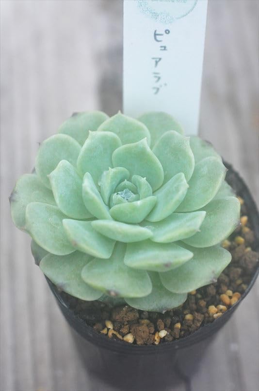 Amazon.co.jp: ピュアラブ＊多肉多肉植物美苗エケベリア : DIY・工具