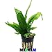 Java Fern Microsorum Pteropus Potted Freshwater Easy Tropical Live Aquarium Plant Decorations 3 Days Guarantee by Mainam