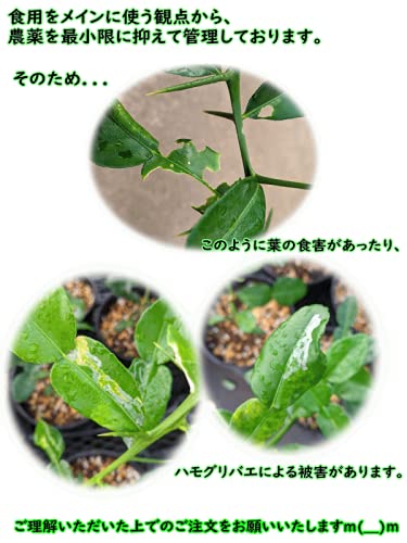 Amazon | 極上品 コブミカン支柱仕立て 6号鉢植え 2年生接ぎ木苗