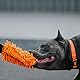 Dingo Hundespielzeug Mop 19 x 7 cm mit Bungee Griff 41 cm Agility Apporte Motivation Spiel mit Hund Training Orange 15673
