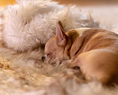 Waterproof Dog Blanket, Plush Throw for Sleeping, Whelping, and Comfort, Pet Fur, Bed, Car, Couch, and Furniture… - Image 6