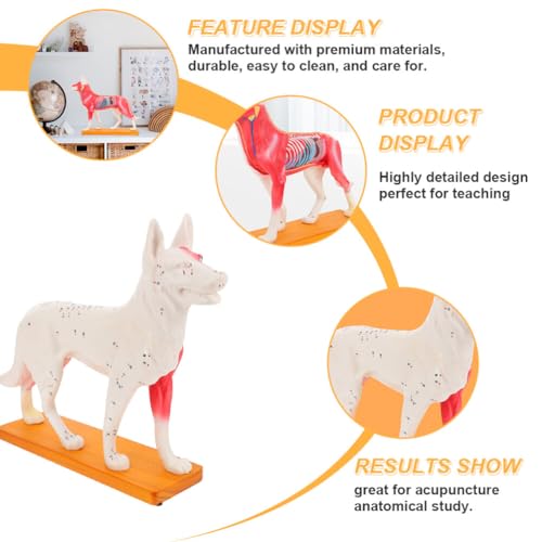 Baluue Dog Acupoint Model Dog Canine Models Pressure Point Model Medical for Medical Students Acupuncture Anatomy Animal Point Office PVC Desktop Decorate