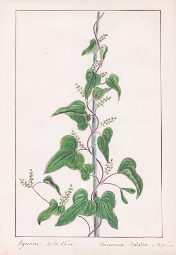 Igname de la chine / Dioscorea Batatas - Yamswurzel / Botanik botany / Blume flower / Pflanze plant