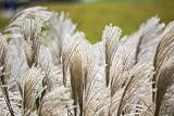 10 Silver Maiden Grass Miscanthus Sinensis Japanese Pampas Perennial Flower Seeds