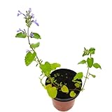  Hierba Gatera Nepeta Cataria 10cm Planta en Maceta Pequeña