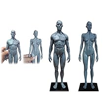 Human Body Musculoskeletal Anatomical Model for Study and Teaching 30CM4