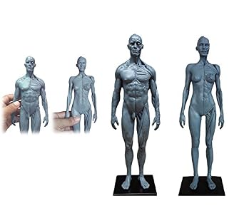 Human Body Musculoskeletal Anatomical Model for Study and Teaching 30CM4
