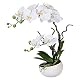 wohnfuehlidee Orchidee Phalenopsis