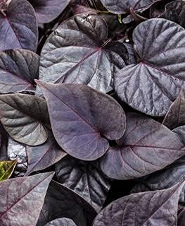 Sweet Potato Vine Live Plant (B0CR6SKNKF) Amazon Price History, Amazon Price Tracker