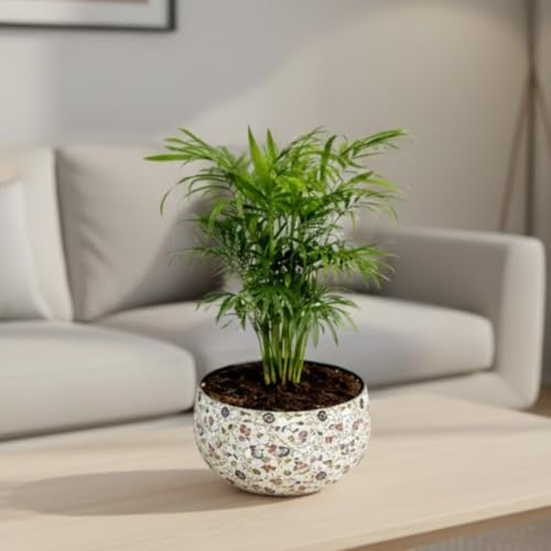 Image of Amulya Farms Indoor Plants for Home | Bamboo Palm Plant In Premium Floral Print Metal Plant Pot | Air Purifying Bamboo Plants For Home Decoration | Live Plants with Pots For Living Room