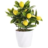 Plante d'intérieur de qualité supérieure : les feuilles et les branches du citronnier sont respectivement en soie et en plastique, les fruits du citron sont en polystyrène et sa surface est recouverte d'une couche de boue, et les tiges du citronnier sont en matériau PU, il est réaliste et a un toucher réaliste, qu'il est difficile de distinguer entre lui et les autres petits citronniers.