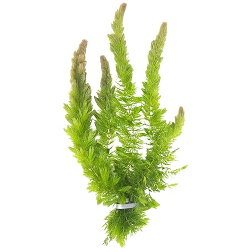 CANTON AQUATICS Hornwort Bunch 3-5 Stems - Live Aquarium Plant - Freshwater - Low Light