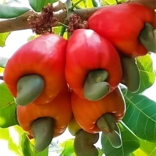 semillas de anacardos, anacardo, regalos sostenibles, crecimiento Anacardio occidental, semillas de resistentes 12pcs