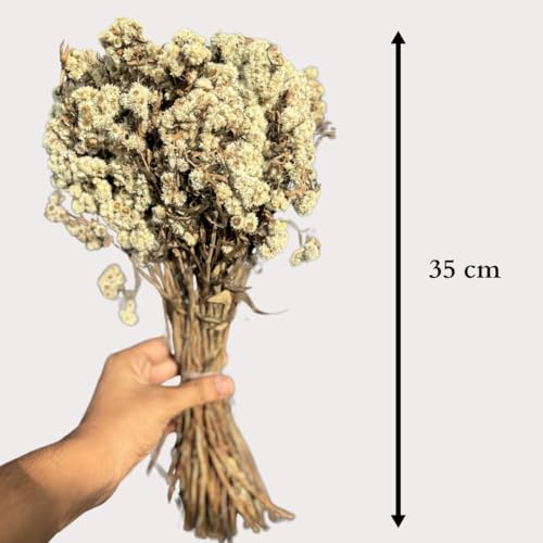 Image of Himalayan Daisy Dried Flowers | Natural Dried Blooms| 70 Grams | Naturally Preserved, Delicate & Everlasting | Perfect for Home Decor, Floral Arrangements, Bouquets & DIY Crafts(Yellow)