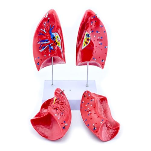 Modèle d'anatomie pulmonaire normale et structure du poumon humain