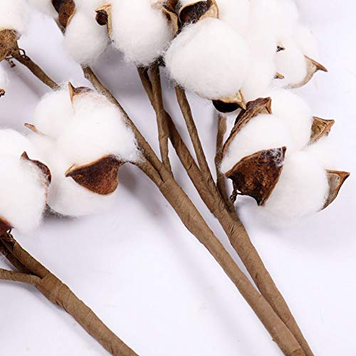 Darget Cotton Stems - 20 Inch Tall (3 Stems/Pack) White Cotton Flowers Bolls Farmhouse Floral Stems For Rustic Home Decor Wedding Centerpiece #TOP4