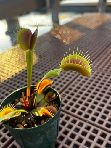 naea Muscipula 'South West Giant'�H���A��