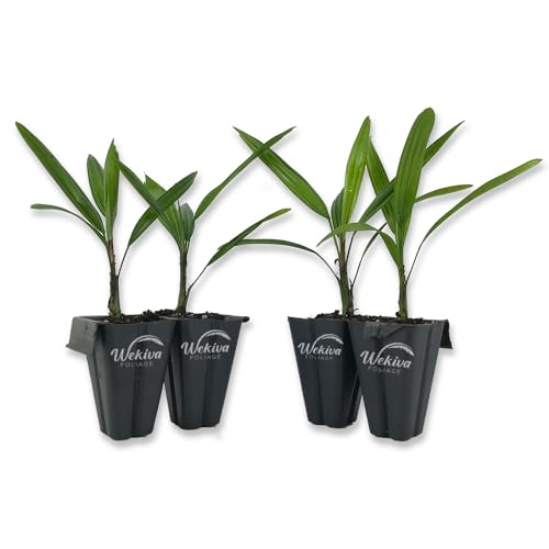 Lady Palm 4 Live Starter Plants 2 Inch Pots