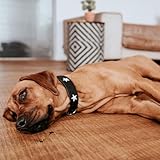 HUNTER MAGIC STAR Hundehalsband, mit Sternen, Leder, weich, 55 (M), schwarz