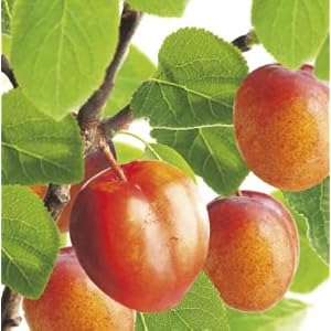 Prunus domestica Victoria | oranje pruim | Ø 24 cm