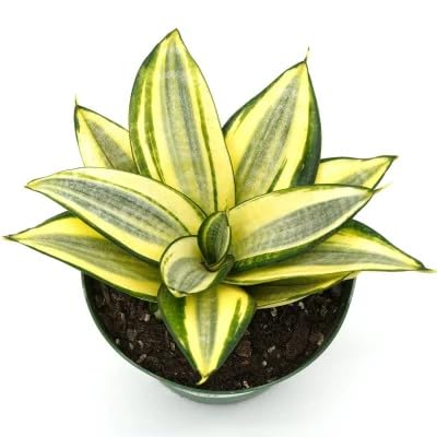M.D.FARM AND NURSERY | Golden dwarf snake live plant with pot (B0CK4RD6W1) Amazon Price History, Amazon Price Tracker
