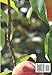 The Southern Gardener's Guide to Growing Fruit Trees: How to Cultivate and Enjoy Fruit Trees in the South