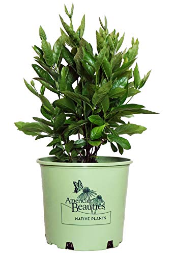 American Beauties Native Plants Viburnum nudum 'Winterthur' (Witherod) Shrub, 3-Size Container, White Flowers with Blue Fruit